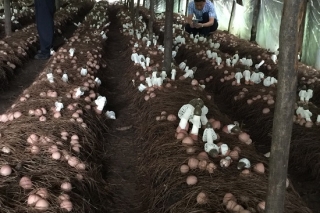 织金县农业发展竹荪基地入股 群众喜分红 ()