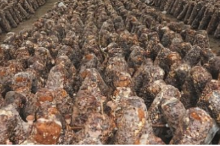 辽宁西丰“宝丰ManBetX体育” 获批国家级星创天地 ()