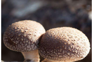 我国将加快构建种植业技术推广四大体系 ()