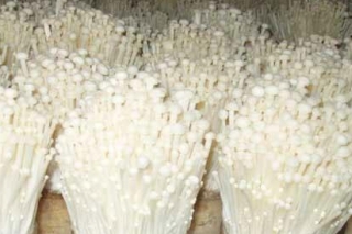 众兴、雪榕、如意情、华绿、万辰投资1亿设立合资公司