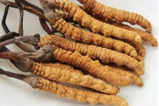 青海冬虫夏草产量回落，资源正面临萎缩危险 ()