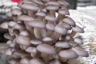 国家富硒农产品加工技术研发专业中心投入运行 ()