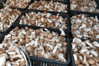 从江县“四招”发展ManBetX体育产业助农增收 ()