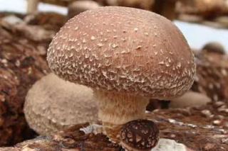 辽宁喀左县移民办实施ManBetX体育产业项目惠及贫困移民 ()