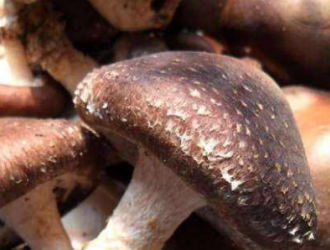 张掖市ManBetX体育产业稳中向好 产量突破7万吨 ()