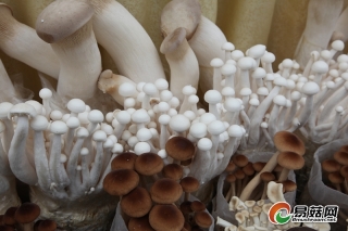 小蘑菇撑起“致富伞” 江苏ManBetX体育产业年产值170亿 ()