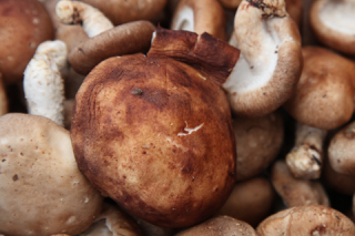 吉林通化市辉发城镇: “香菇+光伏” 探索扶贫新出路 ()