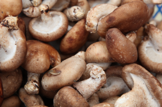 种植ManBetX体育怎样才有高利润 ()