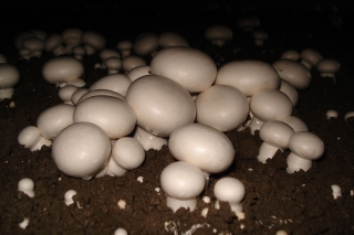 广西龙州：小蘑菇撑开扶贫“致富伞” ()