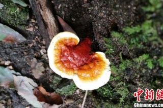 黄山风景区资源调查已鉴定出野生大型真菌约200种 ()