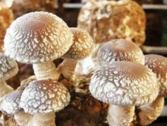 磐安“茶场殿”香菇荣获“浙江省精品香菇”称号 ()