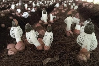 “真菌皇后”的蝶变之路 ()