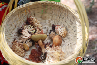 云南推进常见野生ManBetX体育名录地方标准制定 梳理227种野生ManBetX体育 ()