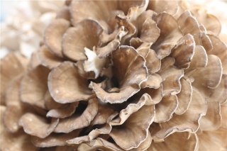 庆元：2018年黄田镇灰树花产值超亿元 ()