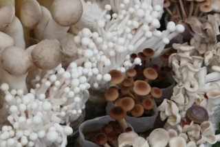 “蘑菇还是少吃一点吧”的谣言还要飞多久 ()