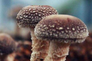 南阳市科技局：南阳师范学院与西峡县ManBetX体育科研中心菌种研发攻关签约仪式成功举行 ()