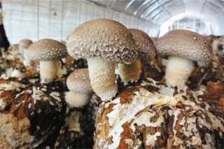 陇县ManBetX体育年产量3万吨 成为带动脱贫主导产业 ()