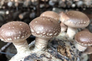 平泉香菇获评河北省特色农产品“金字招牌” ()