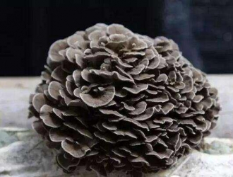 菌物药用有更广泛的外延 ()