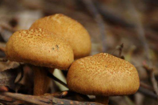 美媒：美古老真菌启发癌症研究 ()