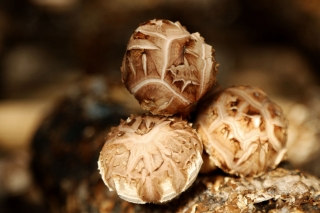 蒲城：香菇撑起“致富伞” ()