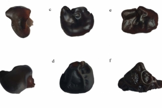 黑木耳品系和功能开发利用研究取得进展 ()