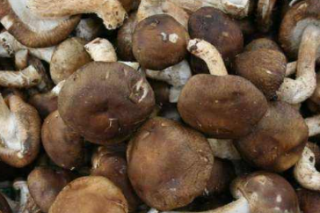 庆元：“菇光互补”项目助推高效农业发展 ()