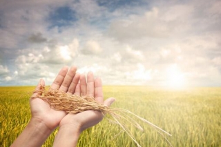 中央部署“三农”工作：未来怎么干？ ()