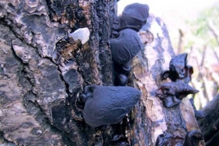 汪清黑木耳：生态产品科技范儿 ()