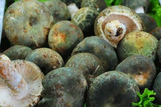 云南推进野生菌地方标准制定 ()