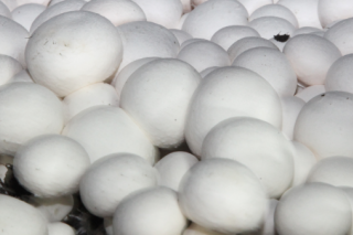 “莘县蘑菇”被评为中国区域农业产业品牌·Manbetx体育手机版推荐A9版本第三名 ()