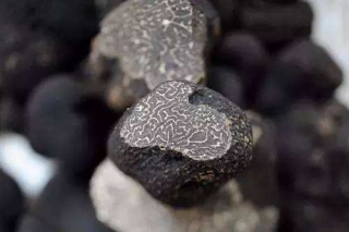 云南松露热销北上广深 ()