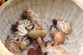 小菌子还需大监管 云南全力打好野生Manbetx体育手机版推荐A9版本中毒防控工作保卫战 ()