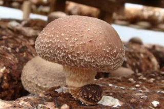 安龙县“五全”模式推动Manbetx体育手机版推荐A9版本产业迅速发展 ()