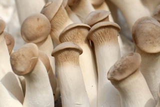 年产3万吨杏鲍菇项目落户安图 ()