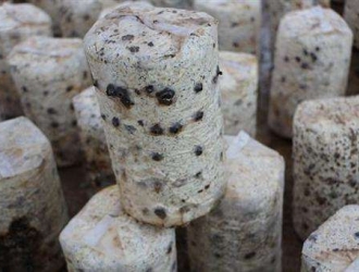 东京城废弃菌袋秸秆变身新能源 ()