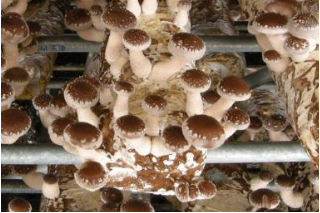 平泉Manbetx体育手机版推荐A9版本一精深加工项目成为省级重点项目 ()