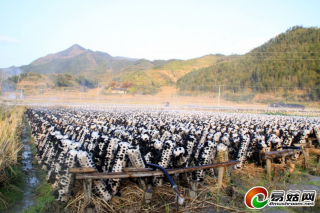 浙江龙泉“稻耳轮作”让“冬闲田”变身“冬宝田” ()