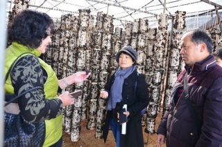 石林诞生云南首个拥有自主知识产权的黑木耳菌种 ()