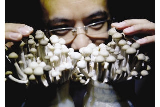 双色蘑菇研发成功 进行量产试验 ()