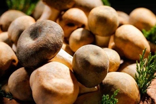 湖北宜昌种植珍稀Manbetx体育手机版推荐A9版本逾千亩 ()