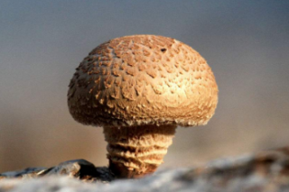 让Manbetx体育手机版推荐A9版本与旅游产业融合发展——访市政协委员、随州市九口堰富民蘑菇农民专业合作社理事长严贤涛 ()