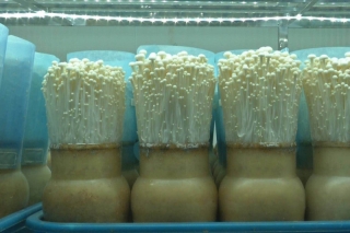 湖北省农科院利用桑枝培育Manbetx体育手机版推荐A9版本 变废为宝助农增收 ()