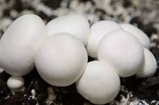 菌菇撑起亿元大产业 聊城Manbetx体育手机版推荐A9版本产业敲开乡村振兴大门 ()