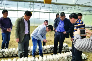 连平县：小小Manbetx体育手机版推荐A9版本撑开“致富伞” ()