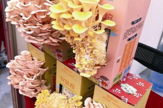 台海网：第十二届中国蘑菇节在漳州盛大开幕