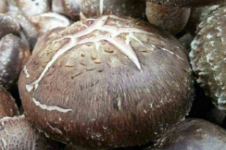 做好“联”文章 抱团奔富路——天柱县邦洞街道织云Manbetx体育手机版推荐A9版本产业发展侧记 ()