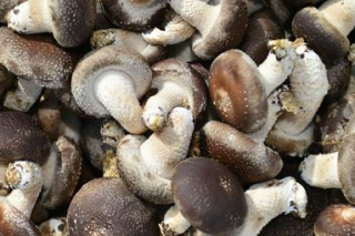 山西交口：小香菇成大产业 ()