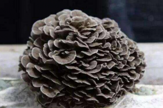 庆元：“灰树花优良品种繁育与新技术推广应用”项目通过市级验收 ()