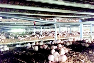 产业扶贫　科技当先 找准特色优势让Manbetx体育手机版推荐A9版本泉涌发展 ()